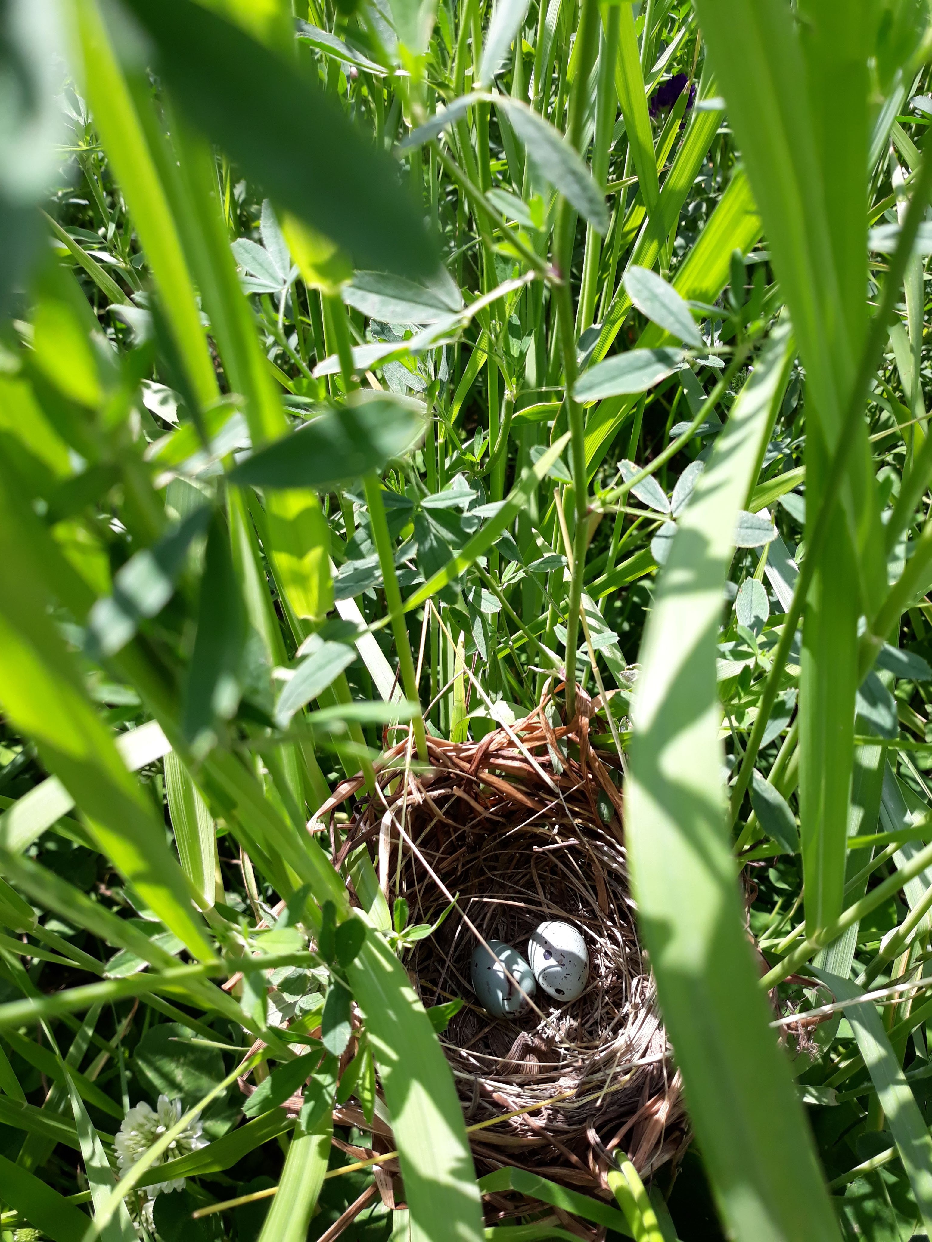 Birds nest in forages korede.jpg